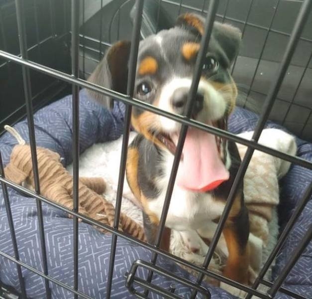 funnyanimals111_009