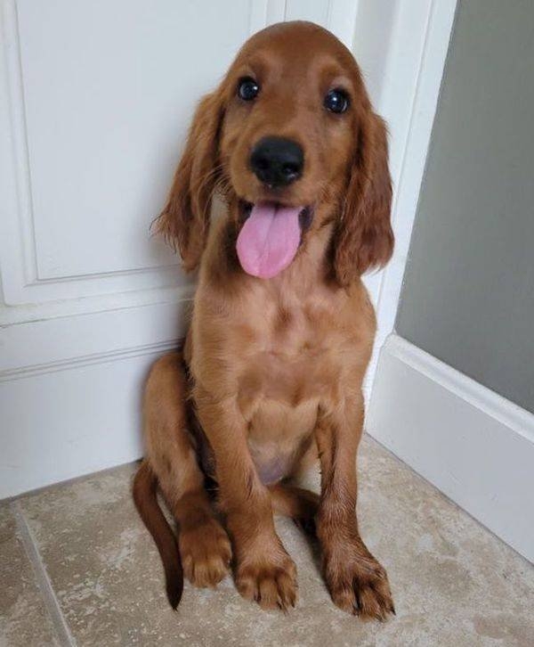 funnyanimals111_012