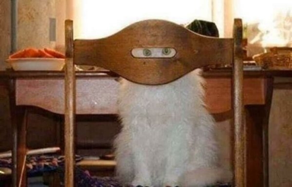 funnyanimals111_014