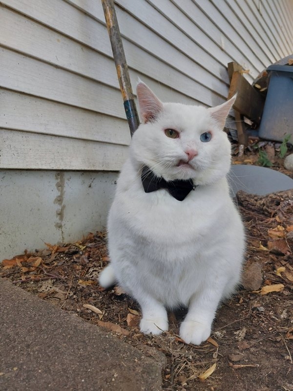 funnyanimals111_017