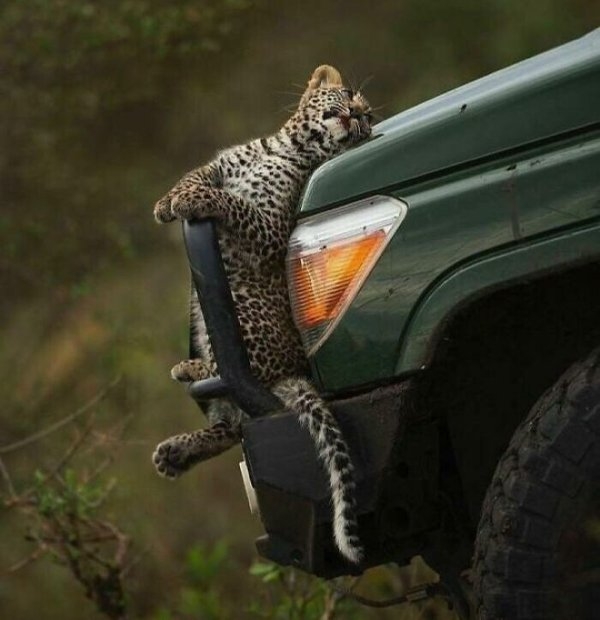 funnyanimals111_018