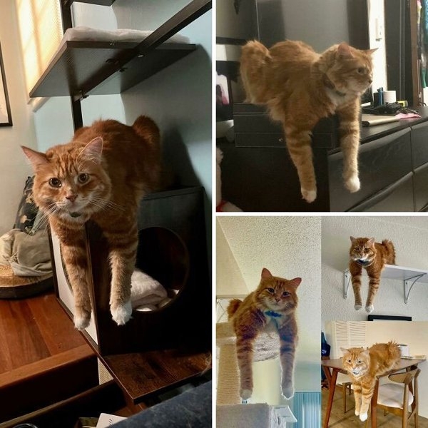 funnyanimals111_019