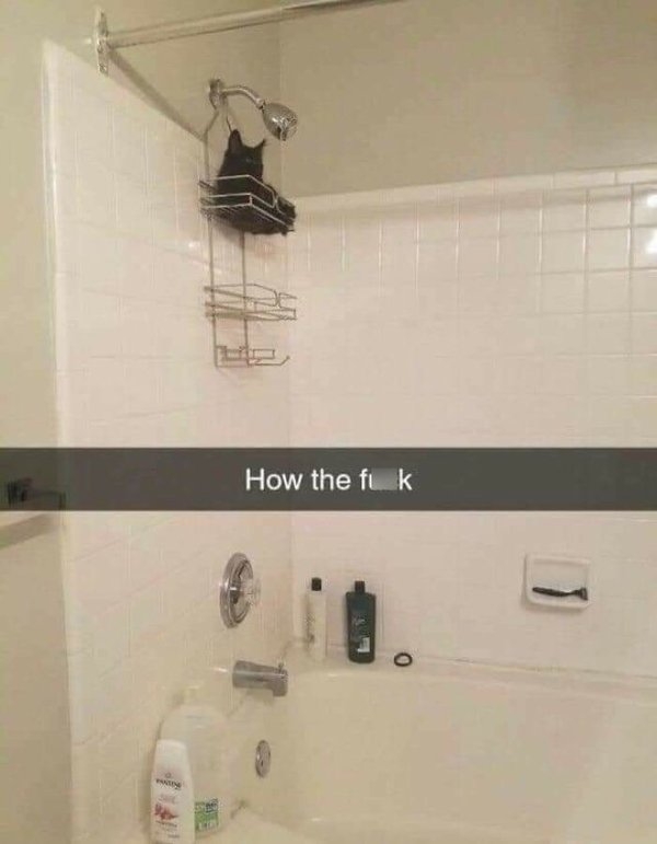 funnyanimals111_020