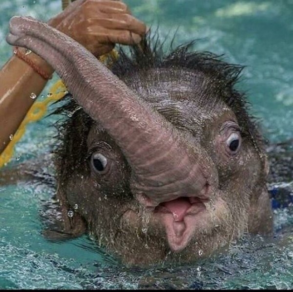 funnyanimals111_023