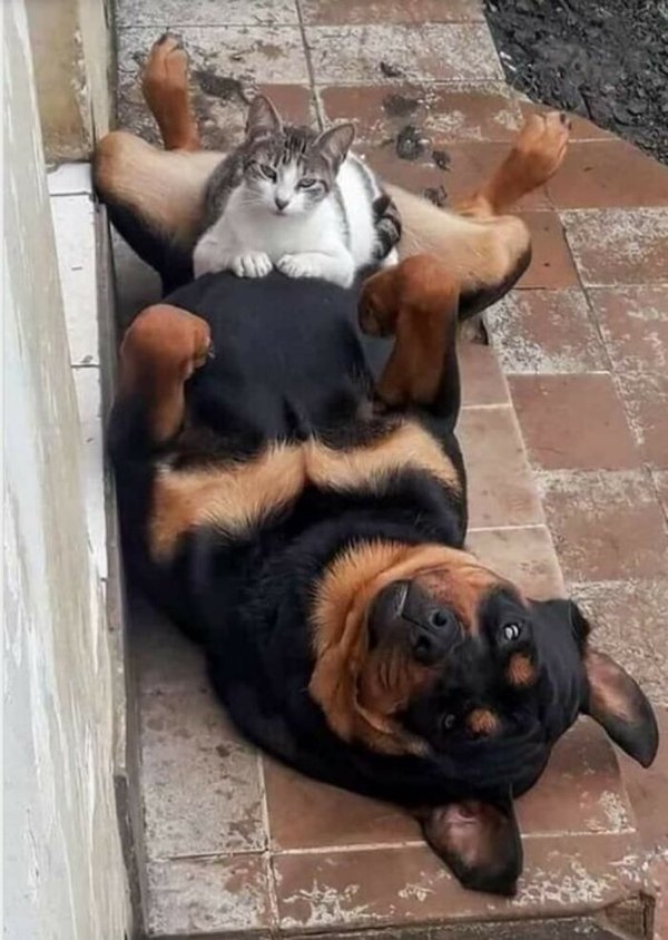 funnyanimals111_024
