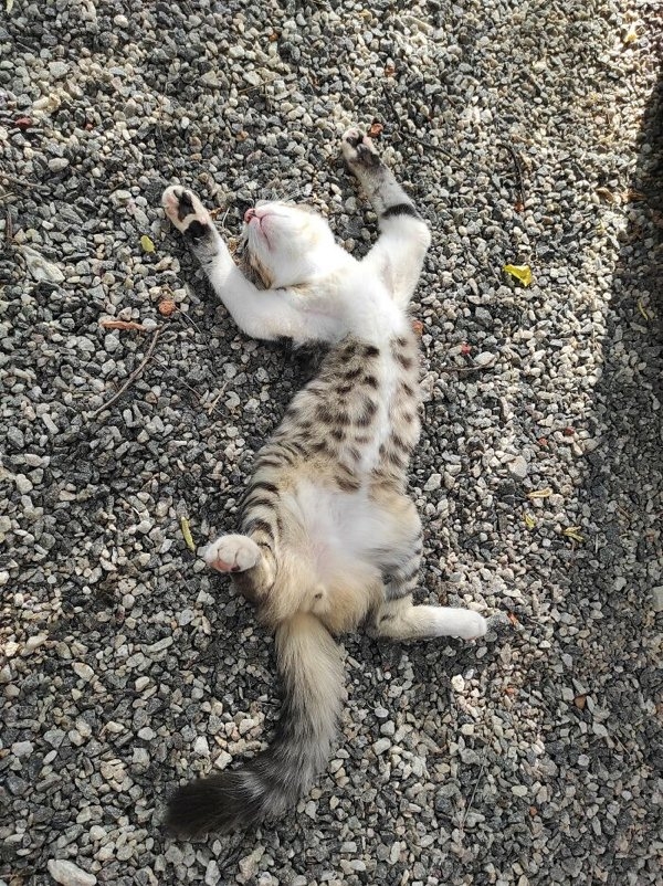 funnyanimals111_026
