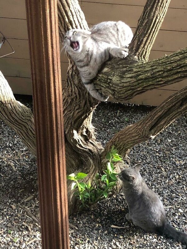 funnyanimals111_027