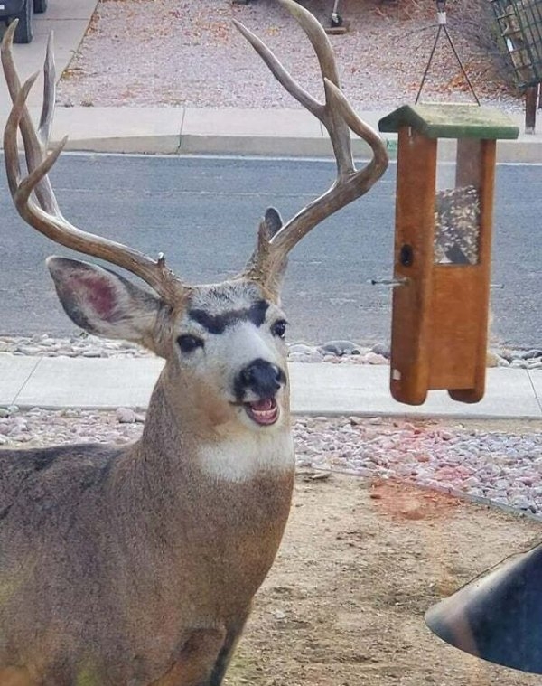 funnyanimals111_028
