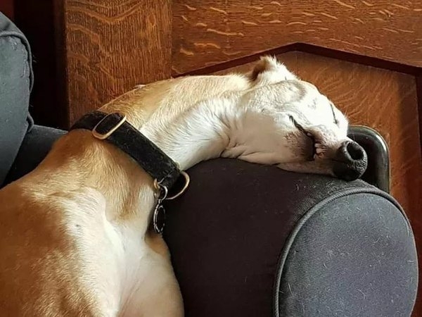 funnyanimals111_030