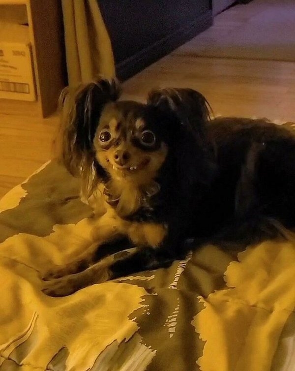 funnyanimals111_031
