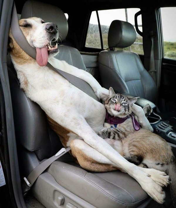 funnyanimals111_032