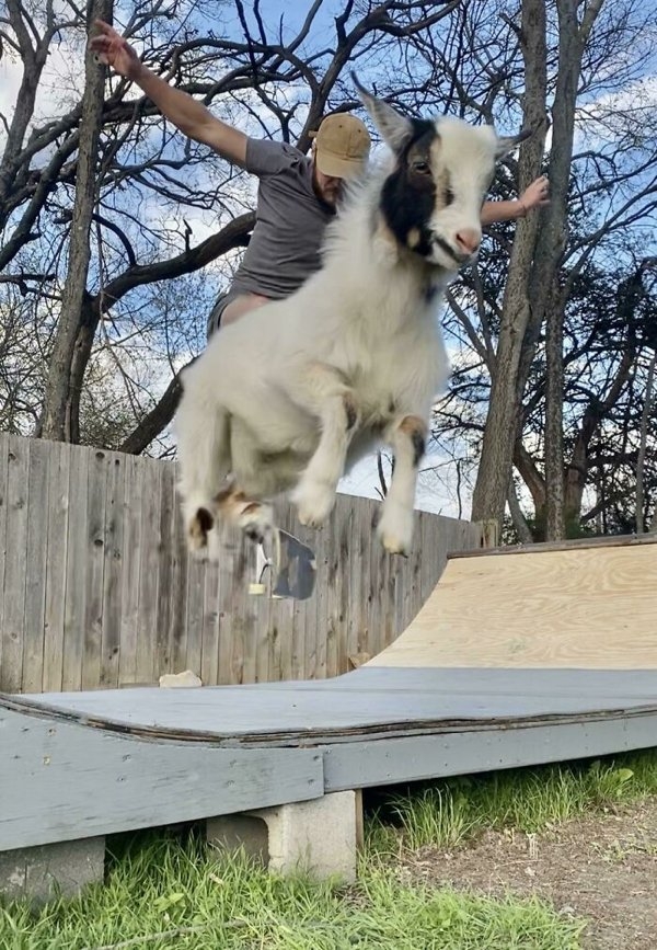 funnyanimals111_035