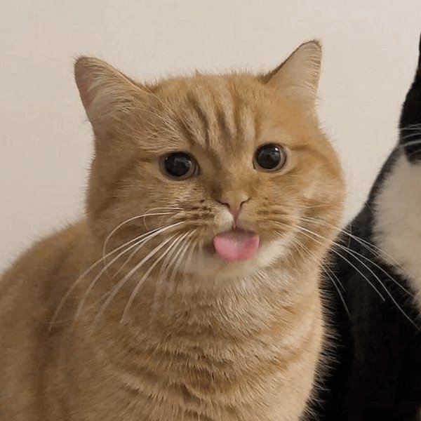 funnyanimals111_036
