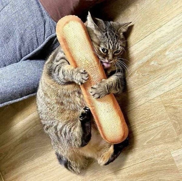 funnyanimals111_037