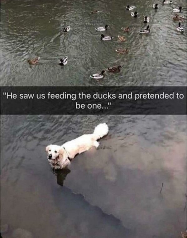 funnyanimals111_038
