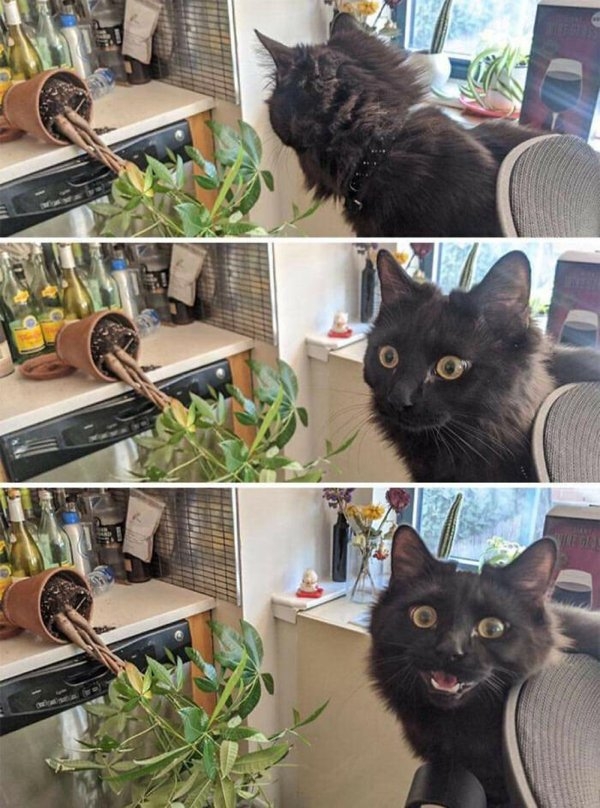funnyanimals111_039