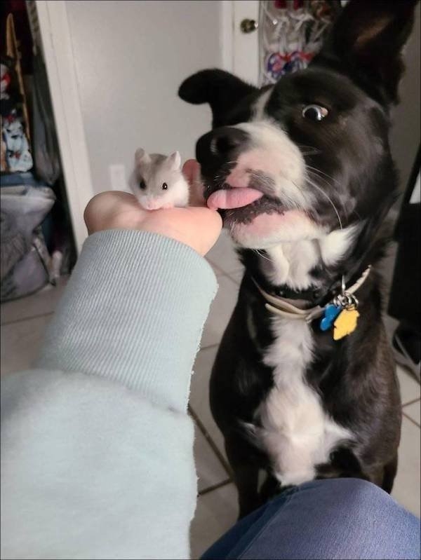 funnyanimals112_021