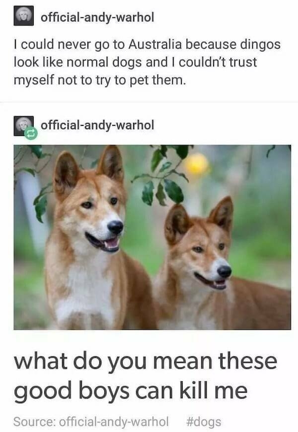 funnyanimals114_032
