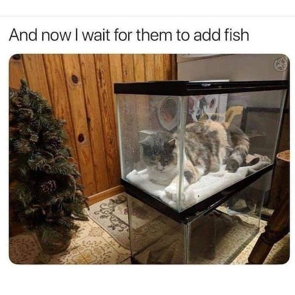 funnymemes161_012