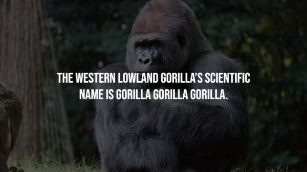 interestingfacts69_002