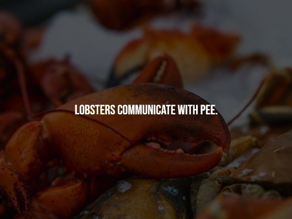 interestingfacts69_006