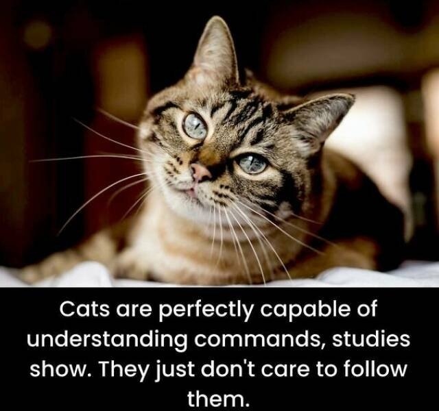 interestingfacts73_011