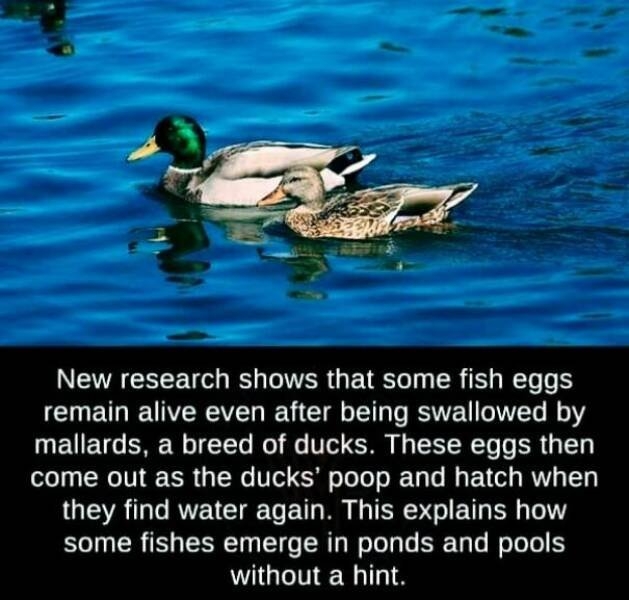 interestingfacts73_016