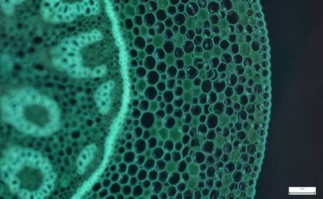 interestingfacts75_004