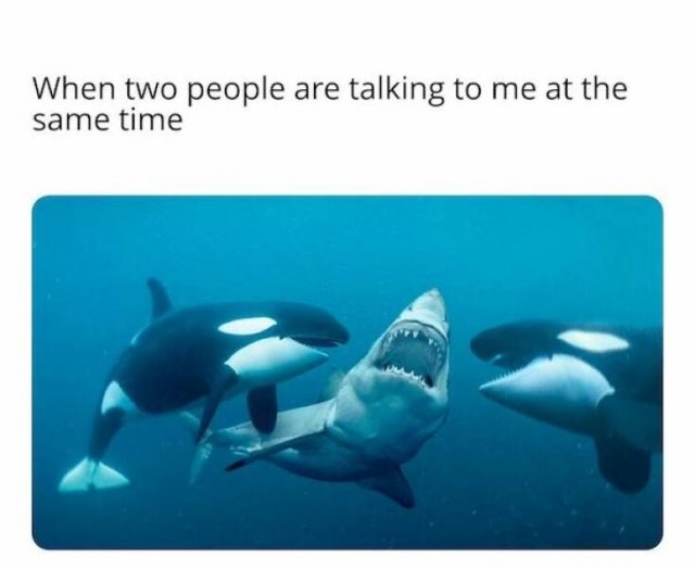introvertmemes10_037