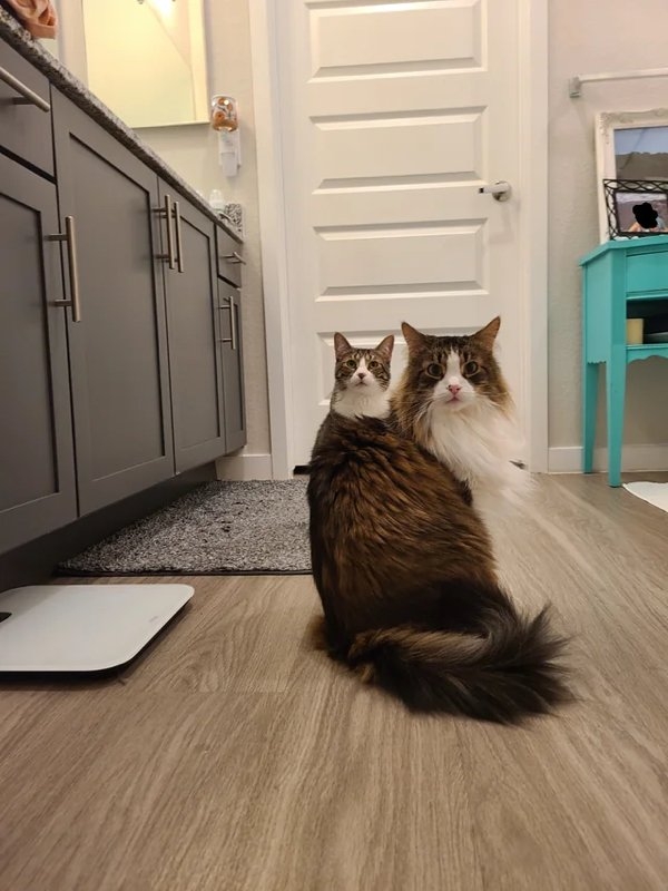 opticalillusions9_022