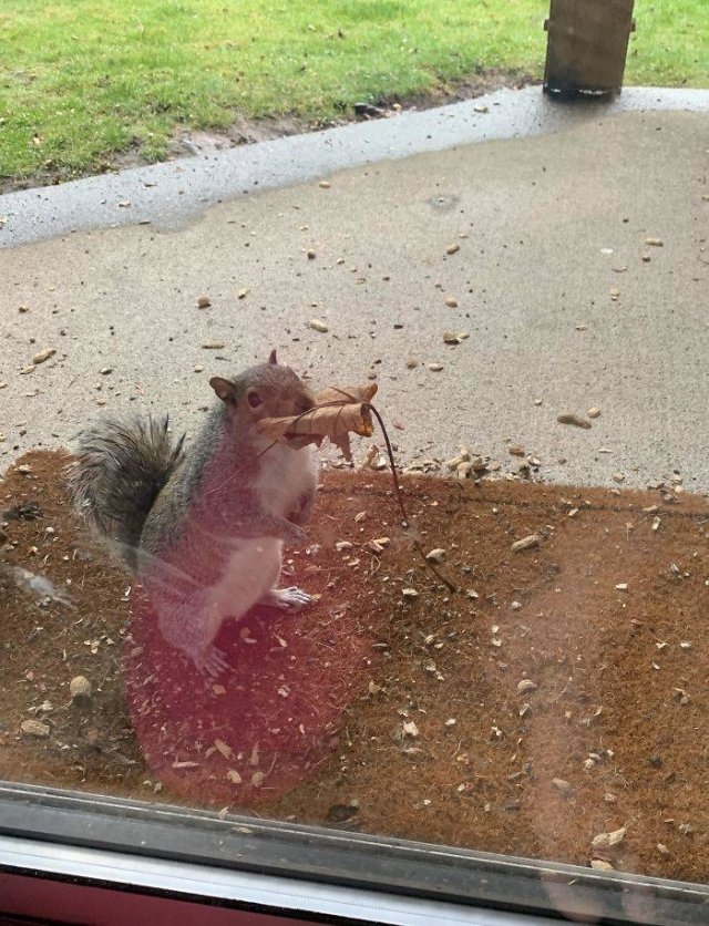 squirrels_002