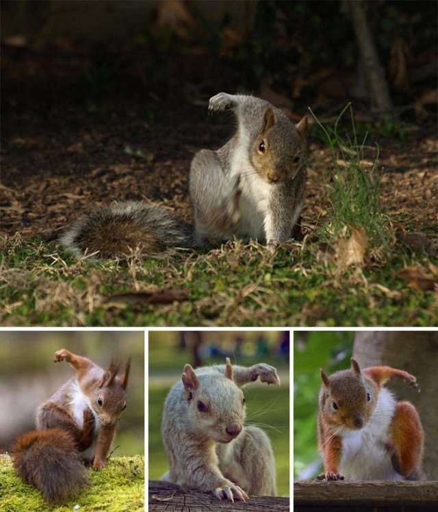 squirrels_003