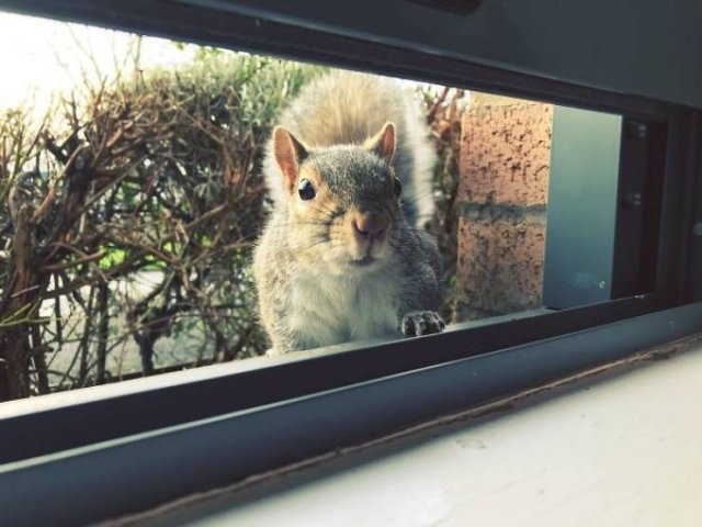 squirrels_014