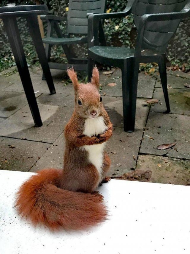 squirrels_026