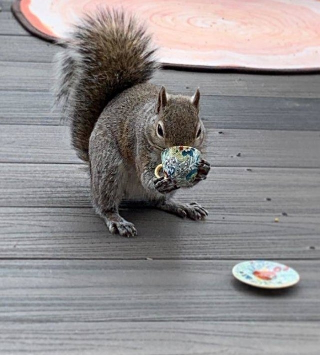squirrels_030