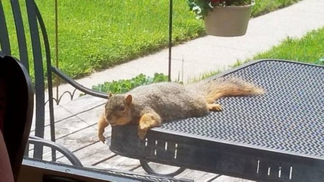 squirrels_039