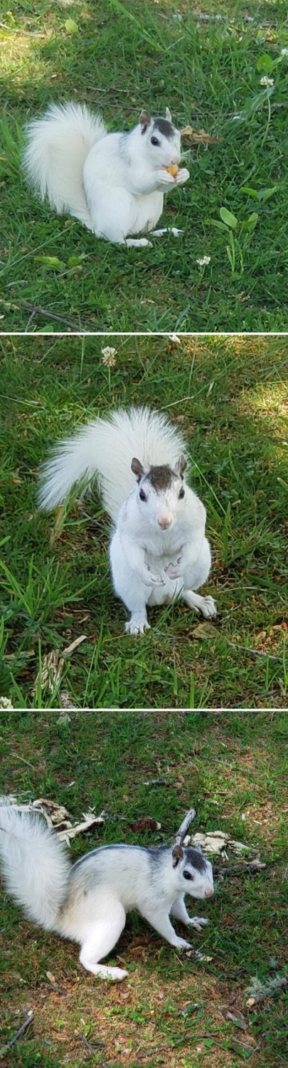 squirrels_047