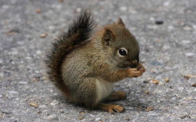squirrels_050
