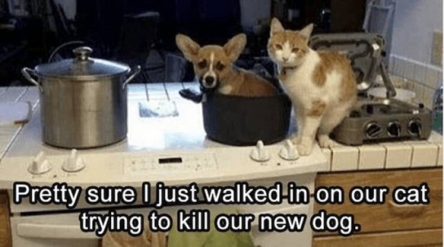 funnyanimals115_013