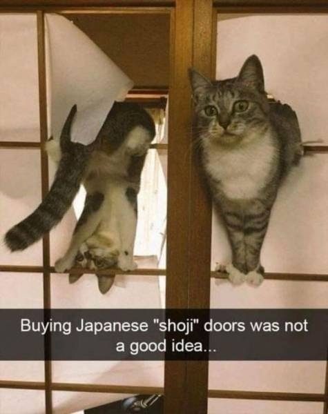 funnyanimals122_002