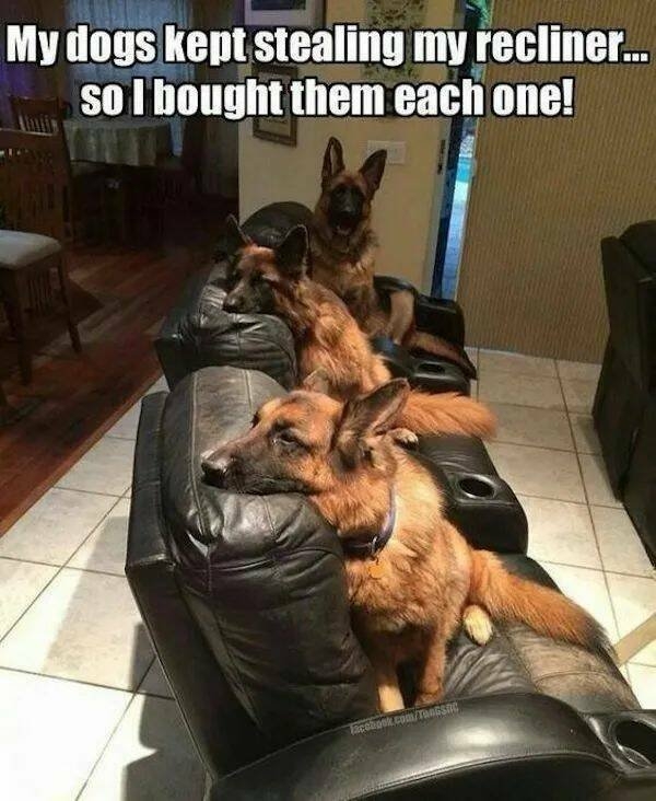 funnyanimals123_006
