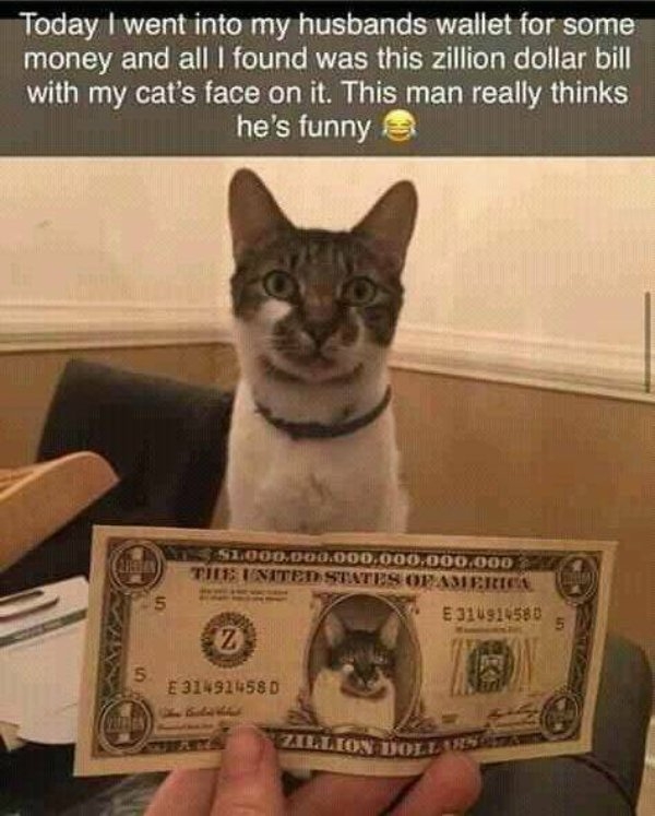 funnycats48_023