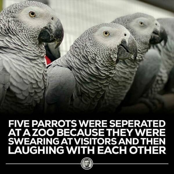 interestingfacts77_010