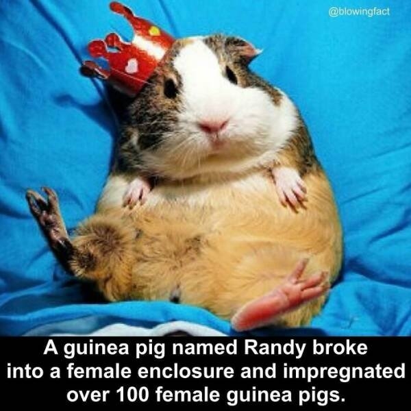 interestingfacts77_013