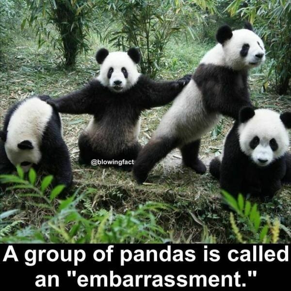 interestingfacts77_016