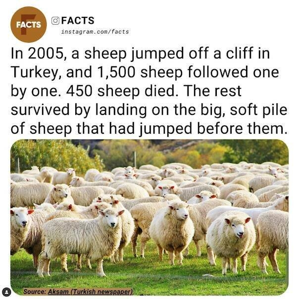 interestingfacts78_011