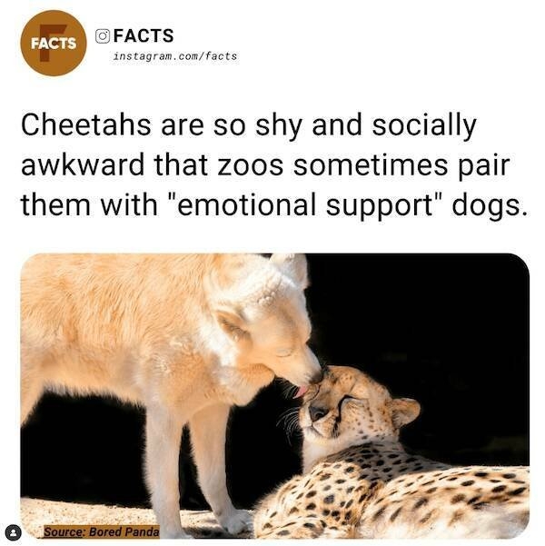 interestingfacts78_023