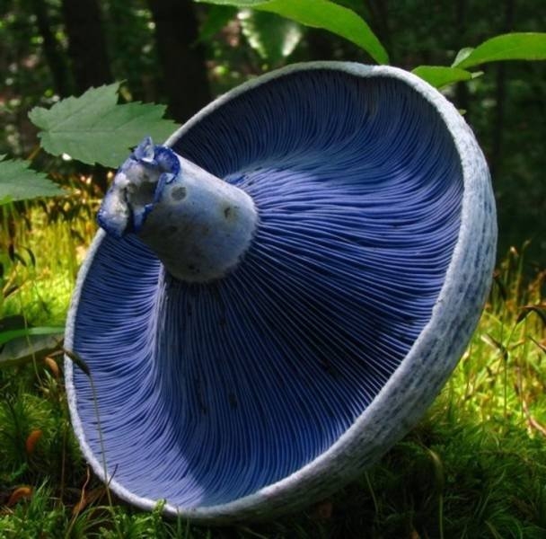naturephotos25_036