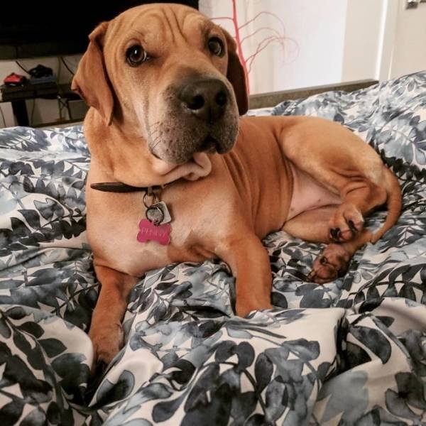 dogs36_001