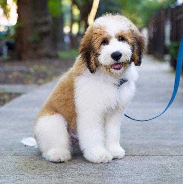 dogs36_002